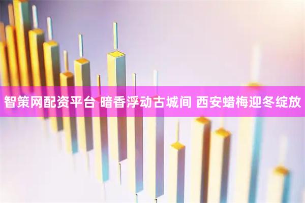 智策网配资平台 暗香浮动古城间 西安蜡梅迎冬绽放